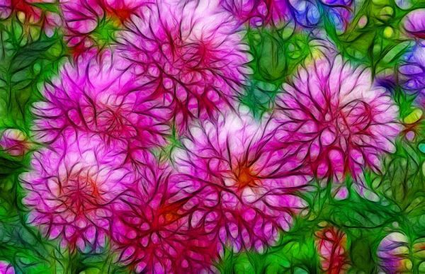Oregon Abstract of pink dahlias